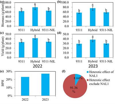 Combining two main NAL1 functional alleles can increase rice yield